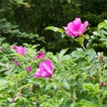 Blomster
