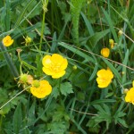 Blomster