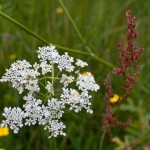 Blomster
